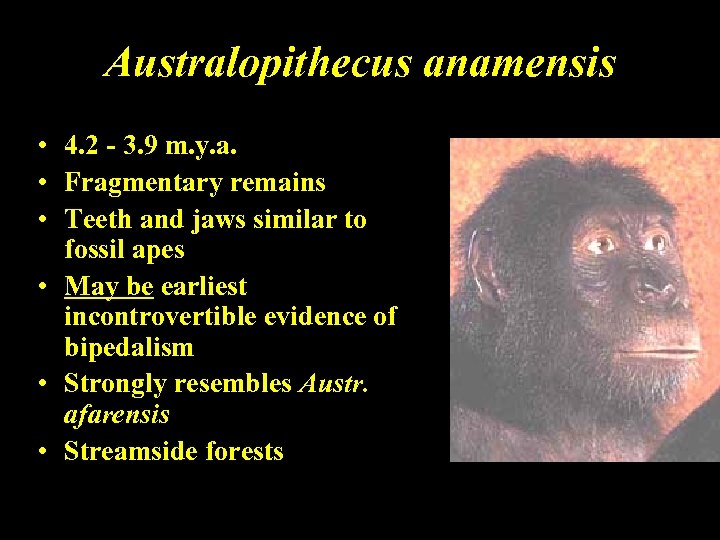 Australopithecus anamensis • 4. 2 - 3. 9 m. y. a. • Fragmentary remains