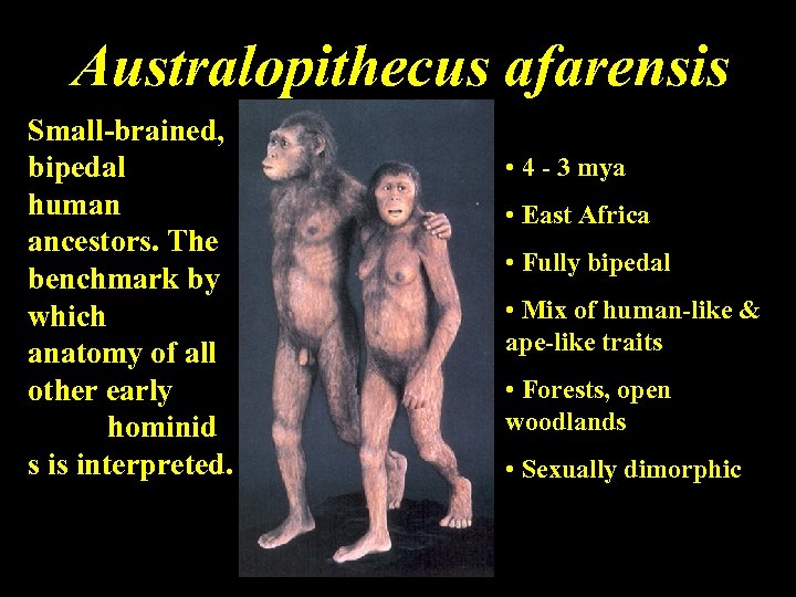 Australopithecus afarensis Small-brained, bipedal human ancestors. The benchmark by which anatomy of all other