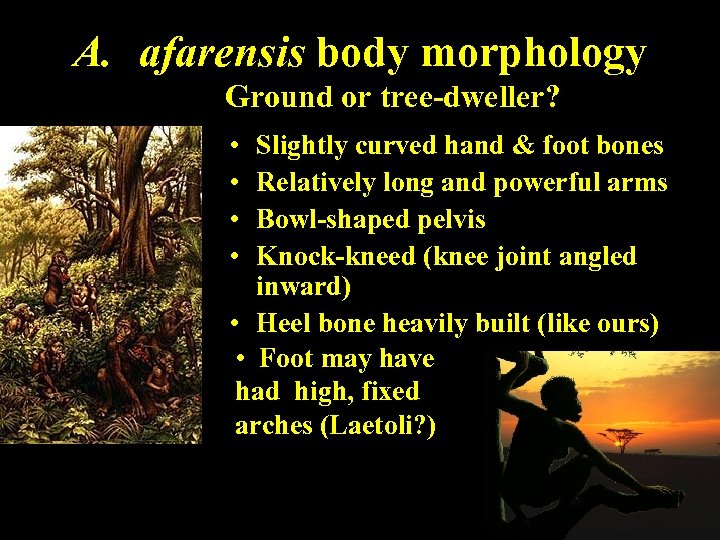 A. afarensis body morphology Ground or tree-dweller? • • Slightly curved hand & foot