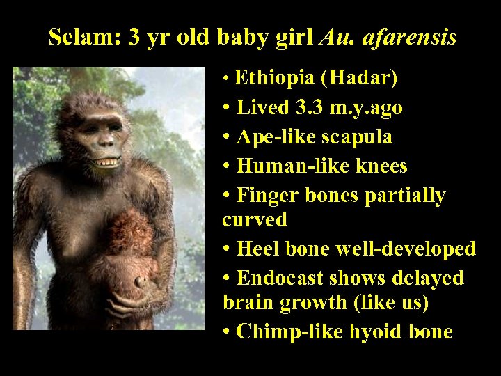 Selam: 3 yr old baby girl Au. afarensis • Ethiopia (Hadar) • Lived 3.