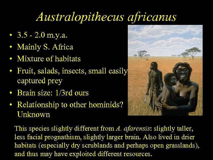 Australopithecus africanus • • 3. 5 - 2. 0 m. y. a. Mainly S.