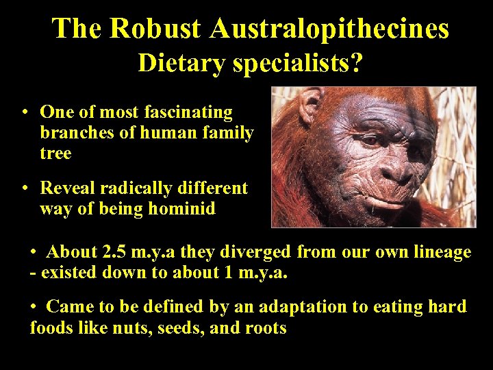 The Robust Australopithecines Dietary specialists? • One of most fascinating branches of human family