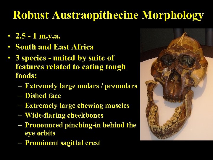 Robust Austraopithecine Morphology • 2. 5 - 1 m. y. a. • South and