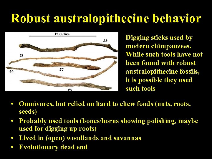 Robust australopithecine behavior Digging sticks used by modern chimpanzees. While such tools have not