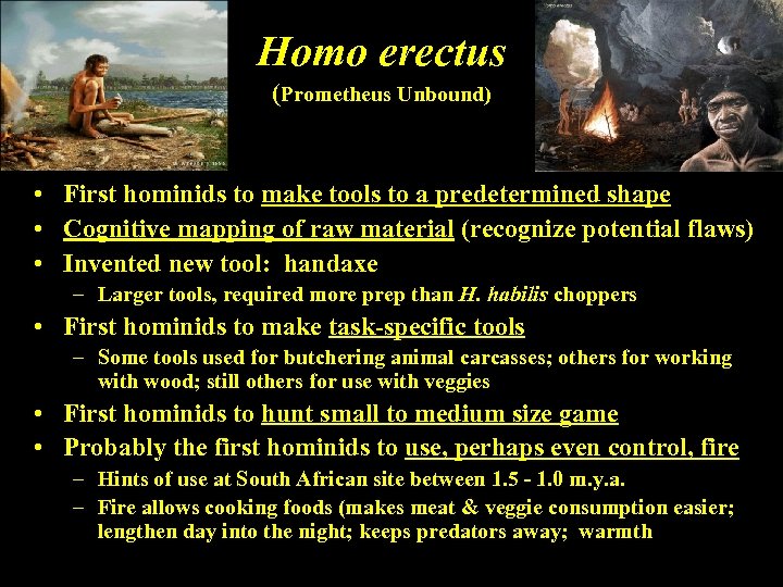 Homo erectus (Prometheus Unbound) • First hominids to make tools to a predetermined shape