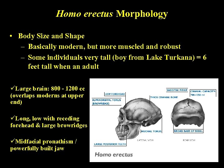 Homo erectus Morphology • Body Size and Shape – Basically modern, but more muscled