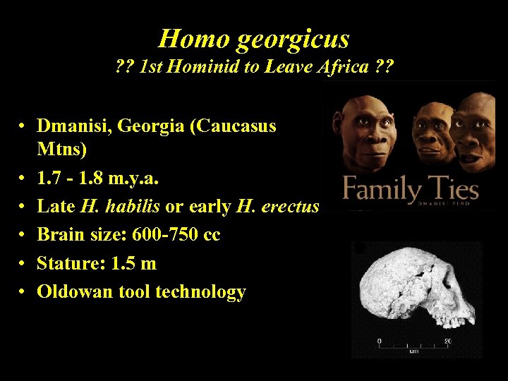 Homo georgicus ? ? 1 st Hominid to Leave Africa ? ? • Dmanisi,