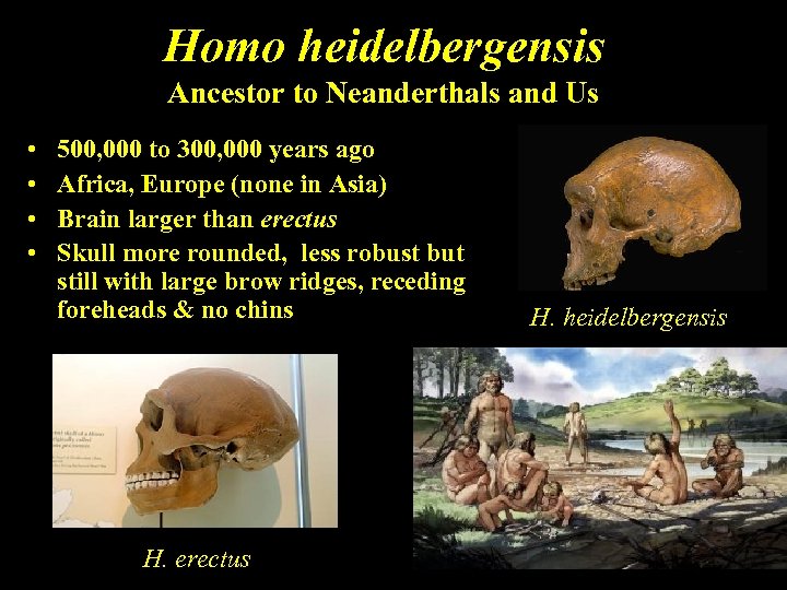 Homo heidelbergensis Ancestor to Neanderthals and Us • • 500, 000 to 300, 000