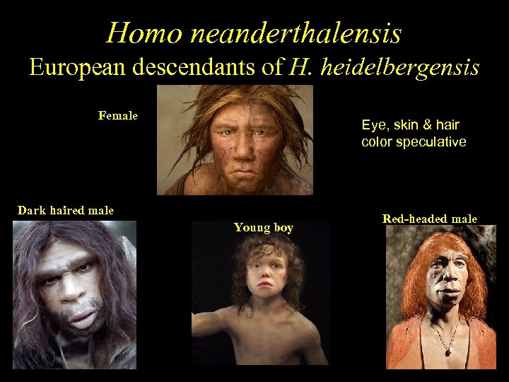 Homo neanderthalensis European descendants of H. heidelbergensis Female Eye, skin & hair color speculative