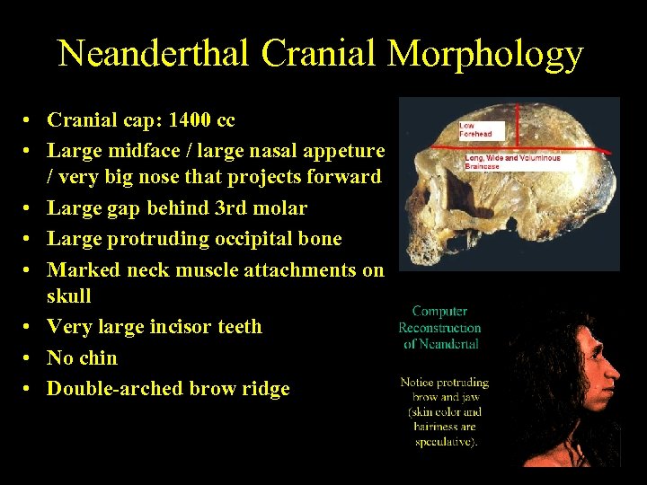 Neanderthal Cranial Morphology • Cranial cap: 1400 cc • Large midface / large nasal