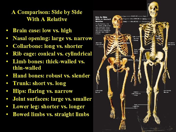 A Comparison: Side by Side With A Relative • • • Brain case: low