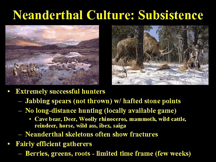 Neanderthal Culture: Subsistence • Extremely successful hunters – Jabbing spears (not thrown) w/ hafted