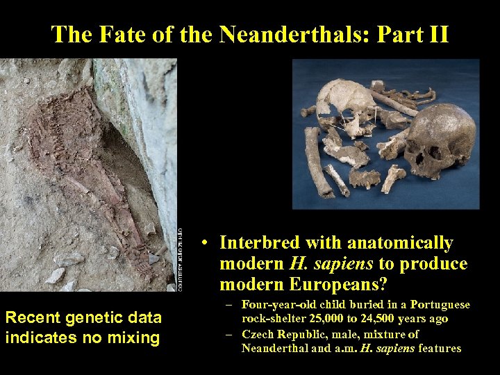 The Fate of the Neanderthals: Part II • Interbred with anatomically modern H. sapiens