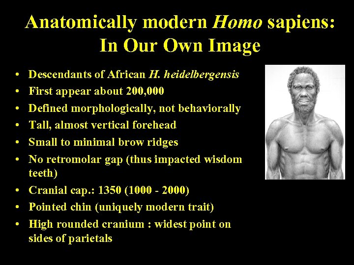 Anatomically modern Homo sapiens: In Our Own Image • • • Descendants of African