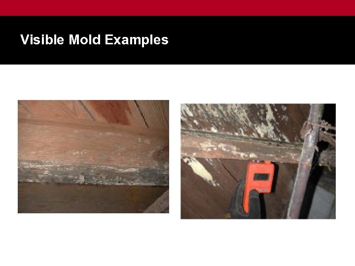 Visible Mold Examples 