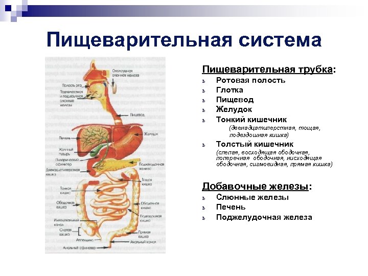 Таблица на тему пищеварение