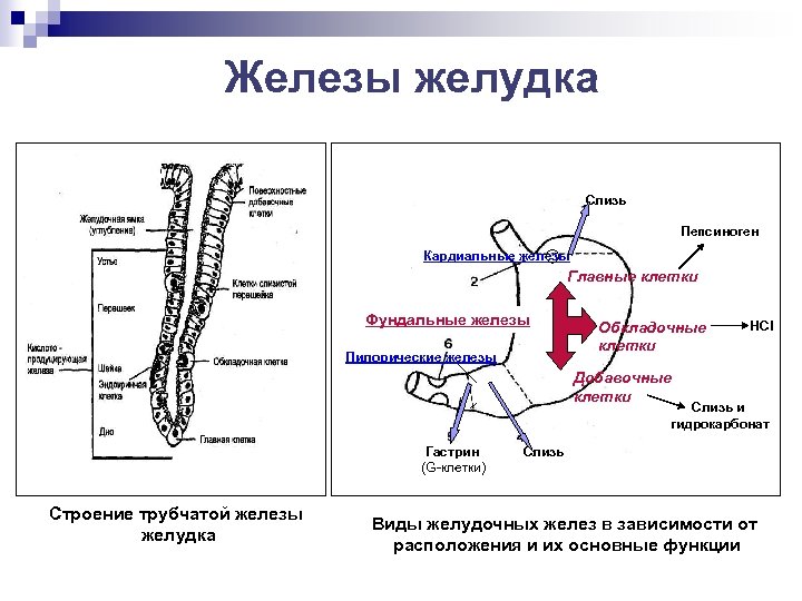 Железы виды