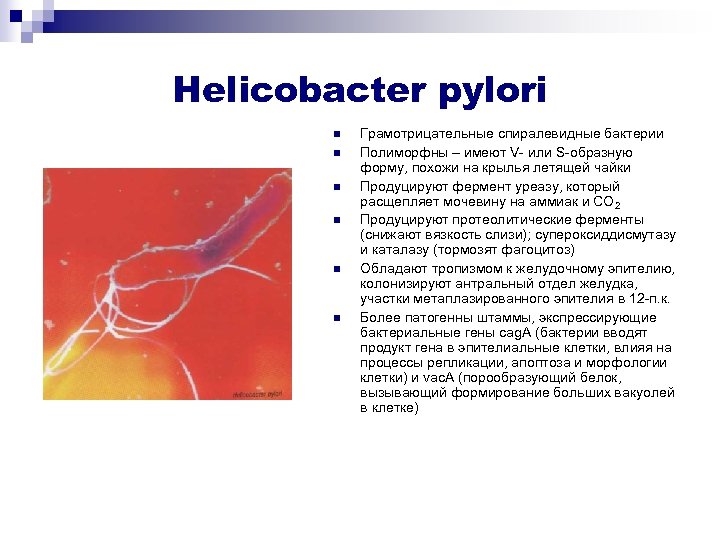Como saber si tengo el helicobacter pylori