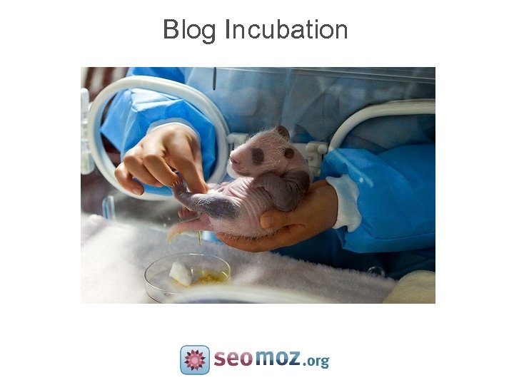 Blog Incubation 
