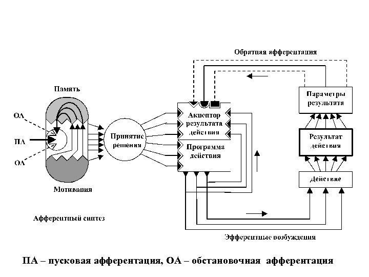 ПА – пусковая афферентация, ОА – обстановочная афферентация 