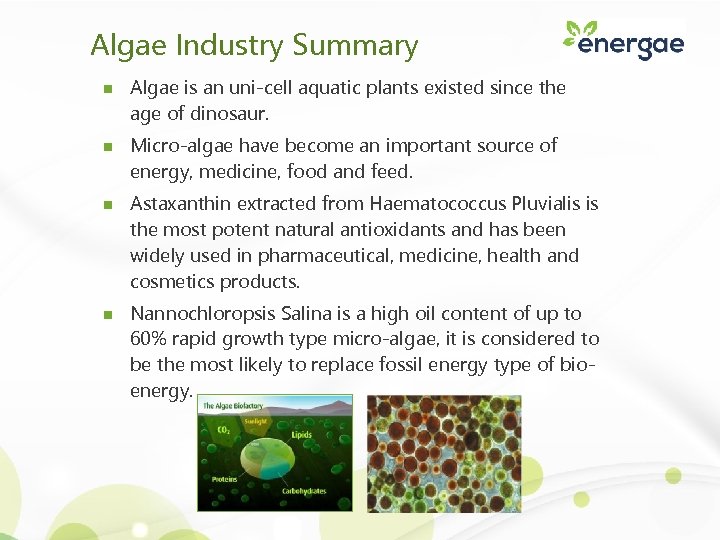 Algae Industry Summary n n Algae is an uni-cell aquatic plants existed since the