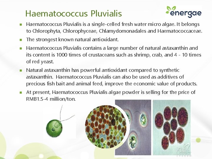 Haematococcus Pluvialis n n n Haematococcus Pluvialis is a single-celled fresh water micro algae.