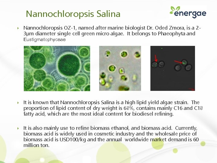 Nannochloropsis Salina Nannochloropsis OZ-1, named after marine biologist Dr. Oded Zmora, is a 23μm