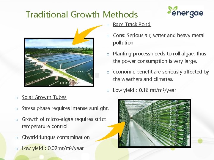 Traditional Growth Methods Race Track Pond Cons: Serious air, water and heavy metal pollution