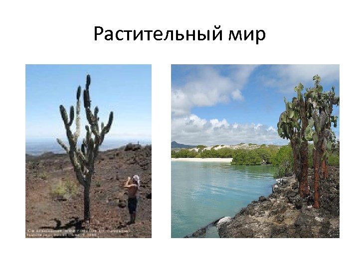 Растительный мир 