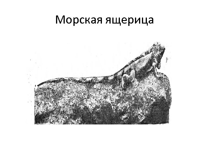 Морская ящерица 