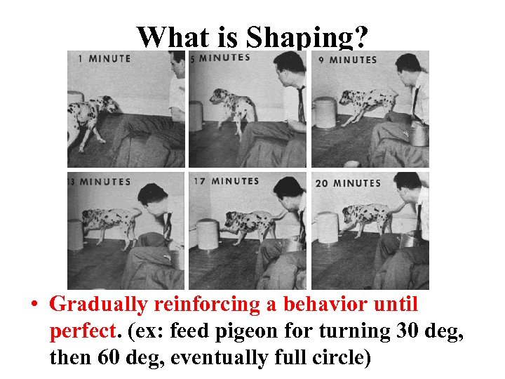 What is Shaping? • Gradually reinforcing a behavior until perfect. (ex: feed pigeon for