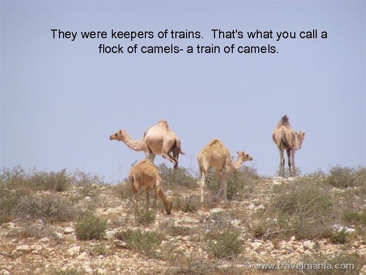 camels They were keepers of trains. That's what you call a flock of camels-