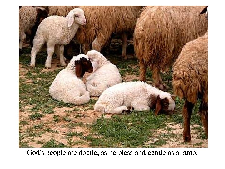 Helpless Docile Sheep God's people are docile, as helpless and gentle as a lamb.