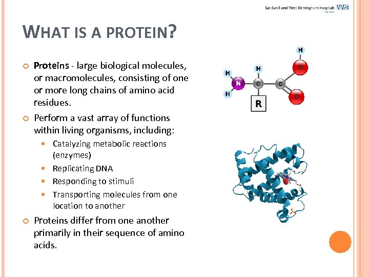 WHAT IS A PROTEIN? Proteins - large biological molecules, or macromolecules, consisting of one