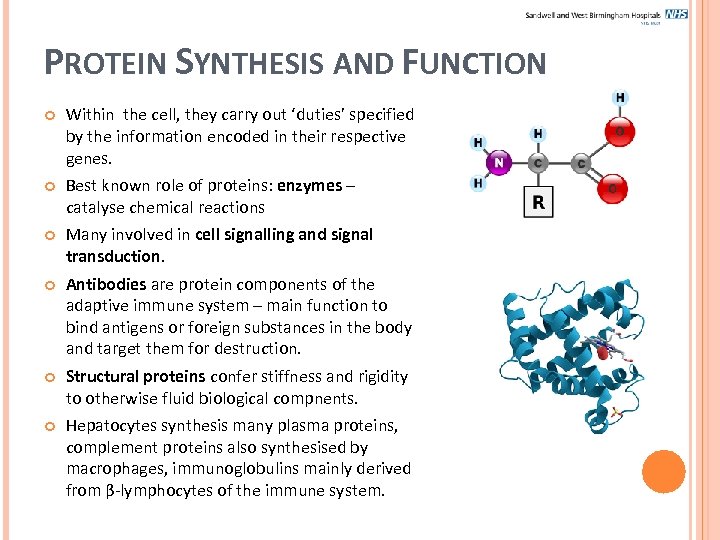 PROTEIN SYNTHESIS AND FUNCTION Within the cell, they carry out ‘duties’ specified by the