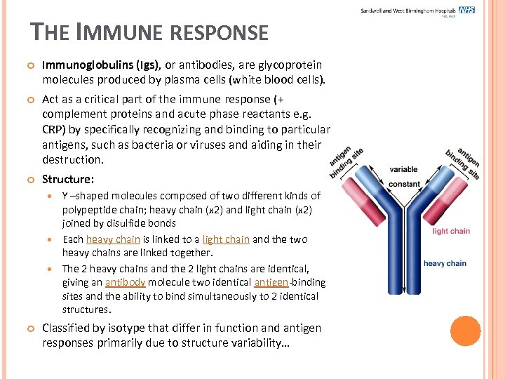 THE IMMUNE RESPONSE Immunoglobulins (Igs), or antibodies, are glycoprotein molecules produced by plasma cells