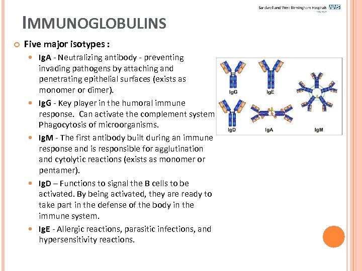 IMMUNOGLOBULINS Five major isotypes : Ig. A - Neutralizing antibody - preventing invading pathogens