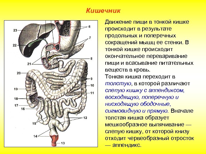 Кишечник Движение пищи в тонкой кишке происходит в результате продольных и поперечных сокращений мышц