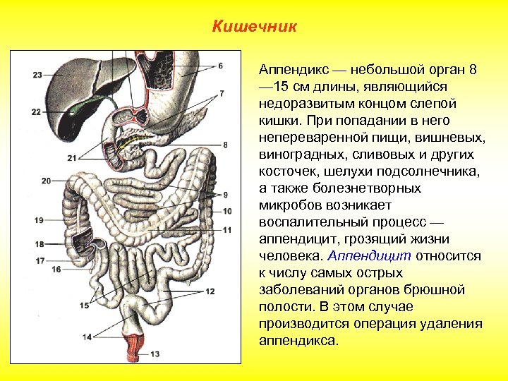 Кишечник Аппендикс — небольшой орган 8 — 15 см длины, являющийся недоразвитым концом слепой