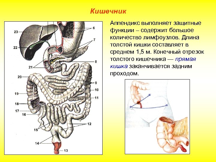 Кишечник Аппендикс выполняет защитные функции – содержит большое количество лимфоузлов. Длина толстой кишки составляет