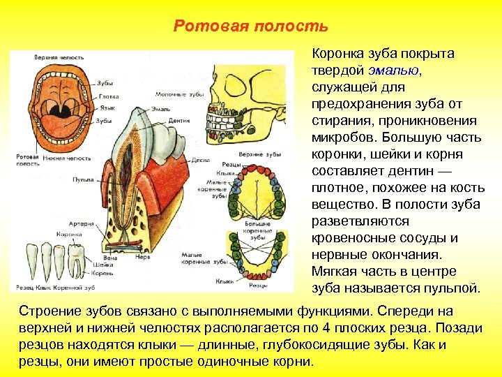 Ротовая полость Коронка зуба покрыта твердой эмалью, служащей для предохранения зуба от стирания, проникновения