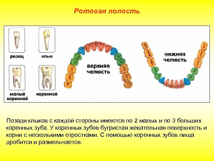 Ротовая полость Позади клыков с каждой стороны имеются по 2 малых и по 3