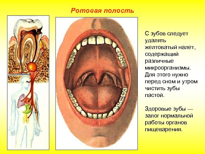 Ротовая полость С зубов следует удалять желтоватый налет, содержащий различные микроорганизмы. Для этого нужно