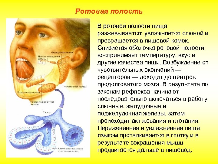 Ротовая полость В ротовой полости пища разжевывается: увлажняется слюной и превращается в пищевой комок.