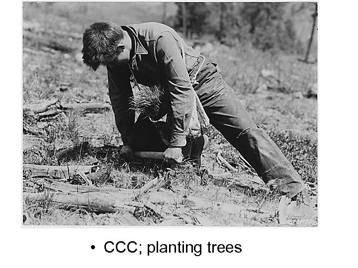  • CCC; planting trees 
