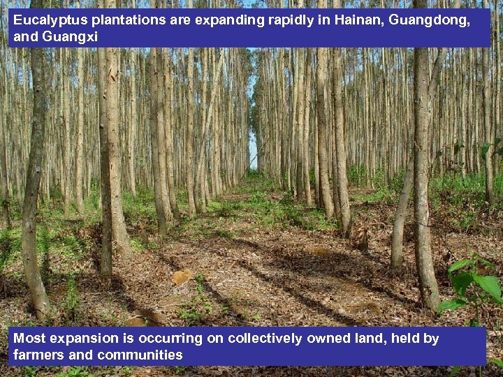 Eucalyptus plantations are expanding rapidly in Hainan, Guangdong, and Guangxi Most expansion is occurring