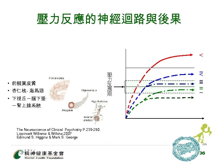 壓力反應的神經迴路與後果 Ⅴ • 下視丘－腦下垂體 －腎上腺系統 Ⅳ Ⅲ Ⅱ Ⅰ • 前額葉皮質 • 杏仁核- 海馬迴