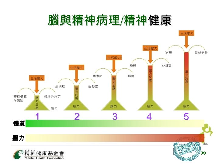 腦與精神病理/精神健康 體質 1 2 3 4 5 壓力 38 