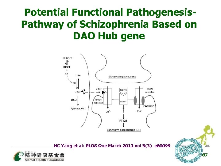 Potential Functional Pathogenesis. Pathway of Schizophrenia Based on DAO Hub gene HC Yang et