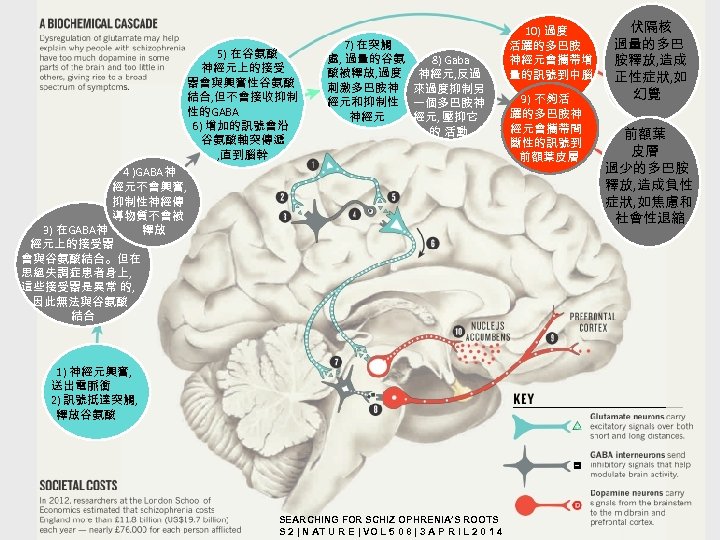  5) 在谷氨酸 神經元上的接受 器會與興奮性谷氨酸 結合, 但不會接收抑制 性的GABA 6) 增加的訊號會沿 谷氨酸軸突傳遞 , 直到腦幹 7)